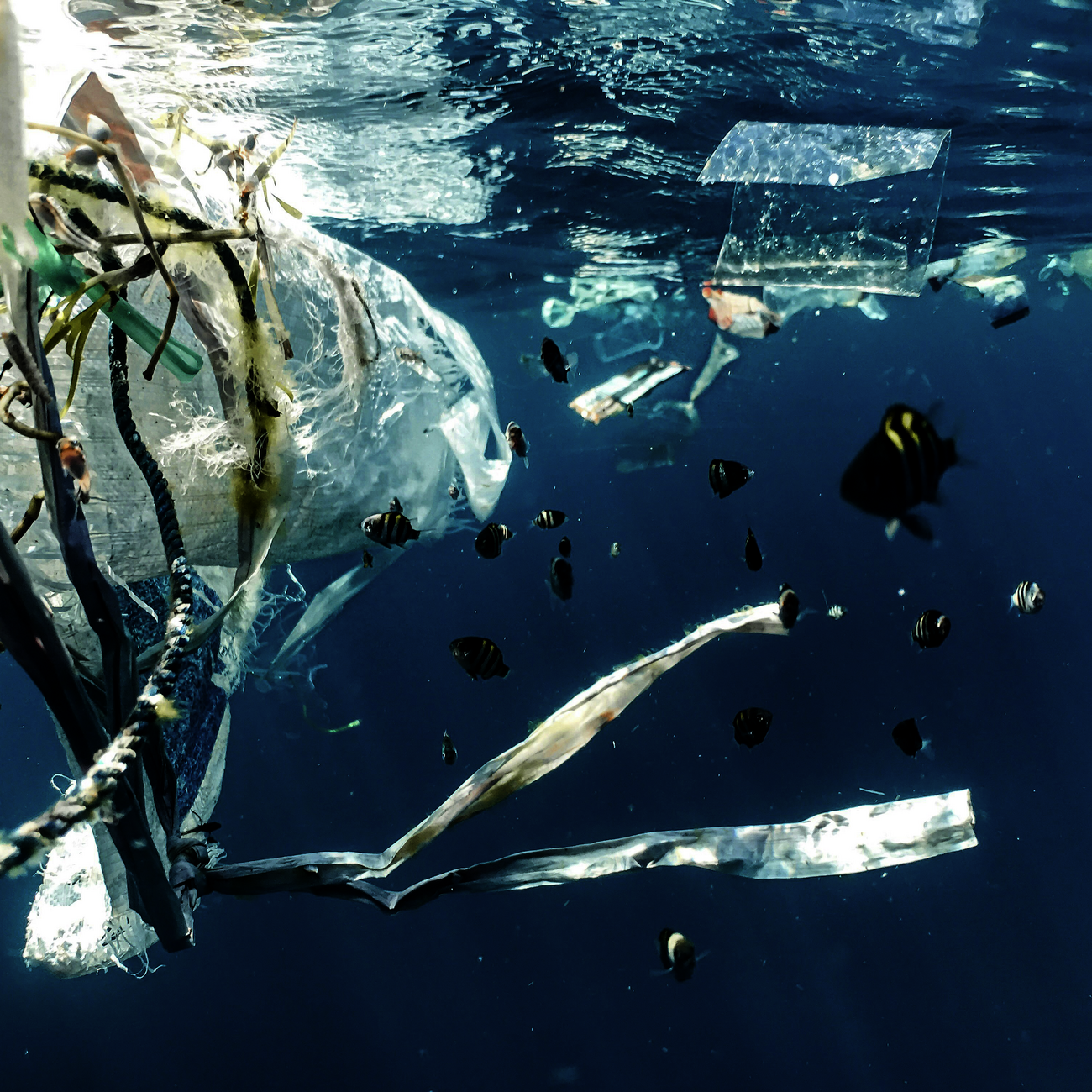 Plastikmüll verschmutzt unsere Meere